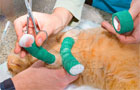 Self-adhesive Elastic Pets Bandage